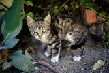 brown tabby cat on gray concrete floor