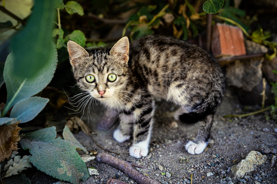 brown tabby cat on gray concrete floor